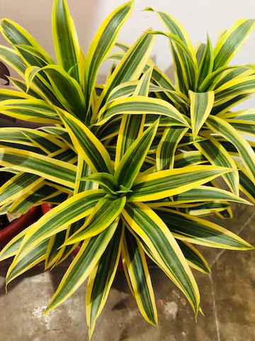 dracaena marginata