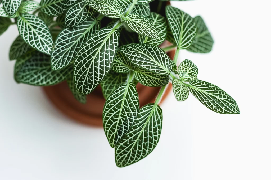 prayer plant