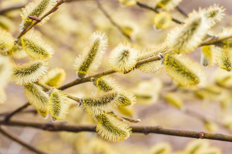 pussy willow