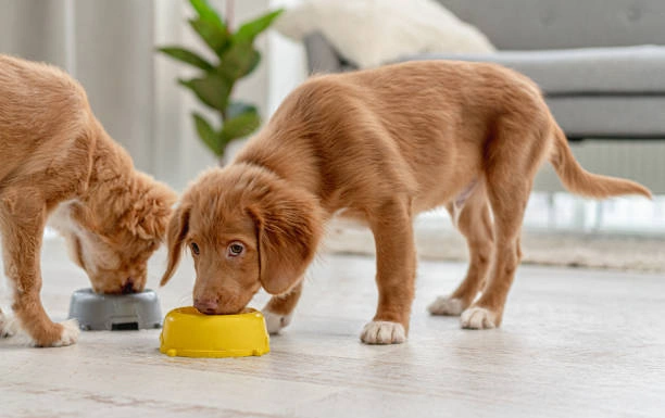 sweetpea dog puppy bowl