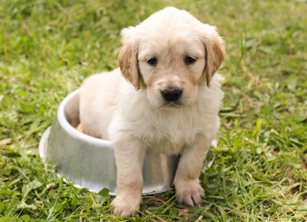 sweetpea dog puppy bowl