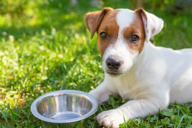 sweetpea dog puppy bowl